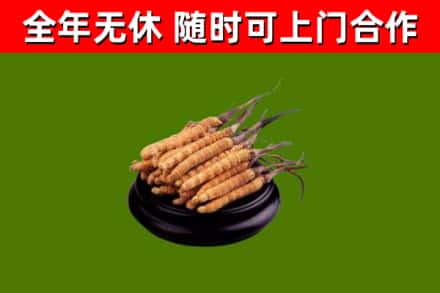 祁阳县回收冬虫夏草